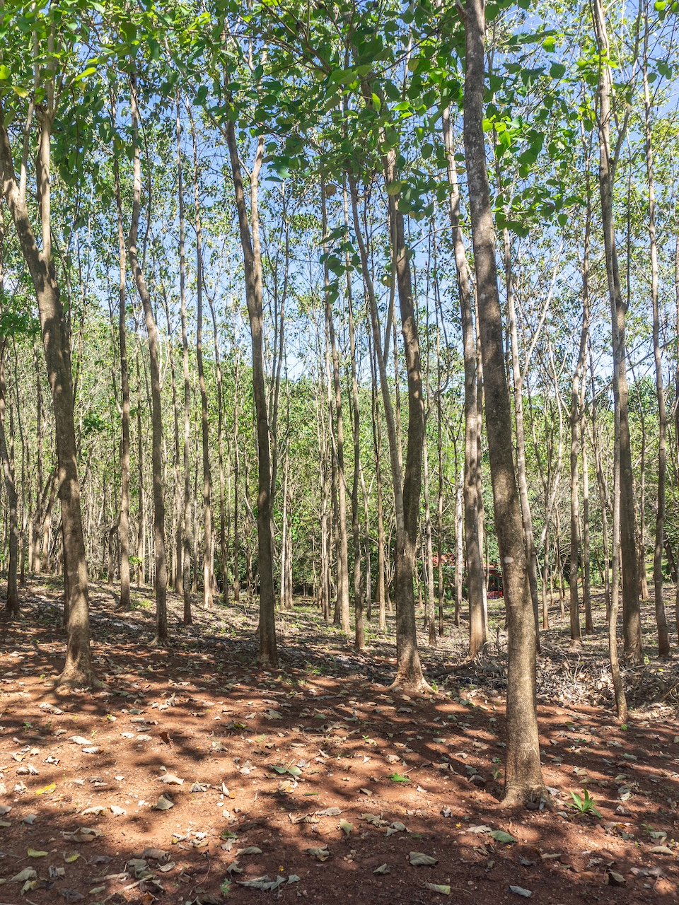 Finca de San Pedro — 2