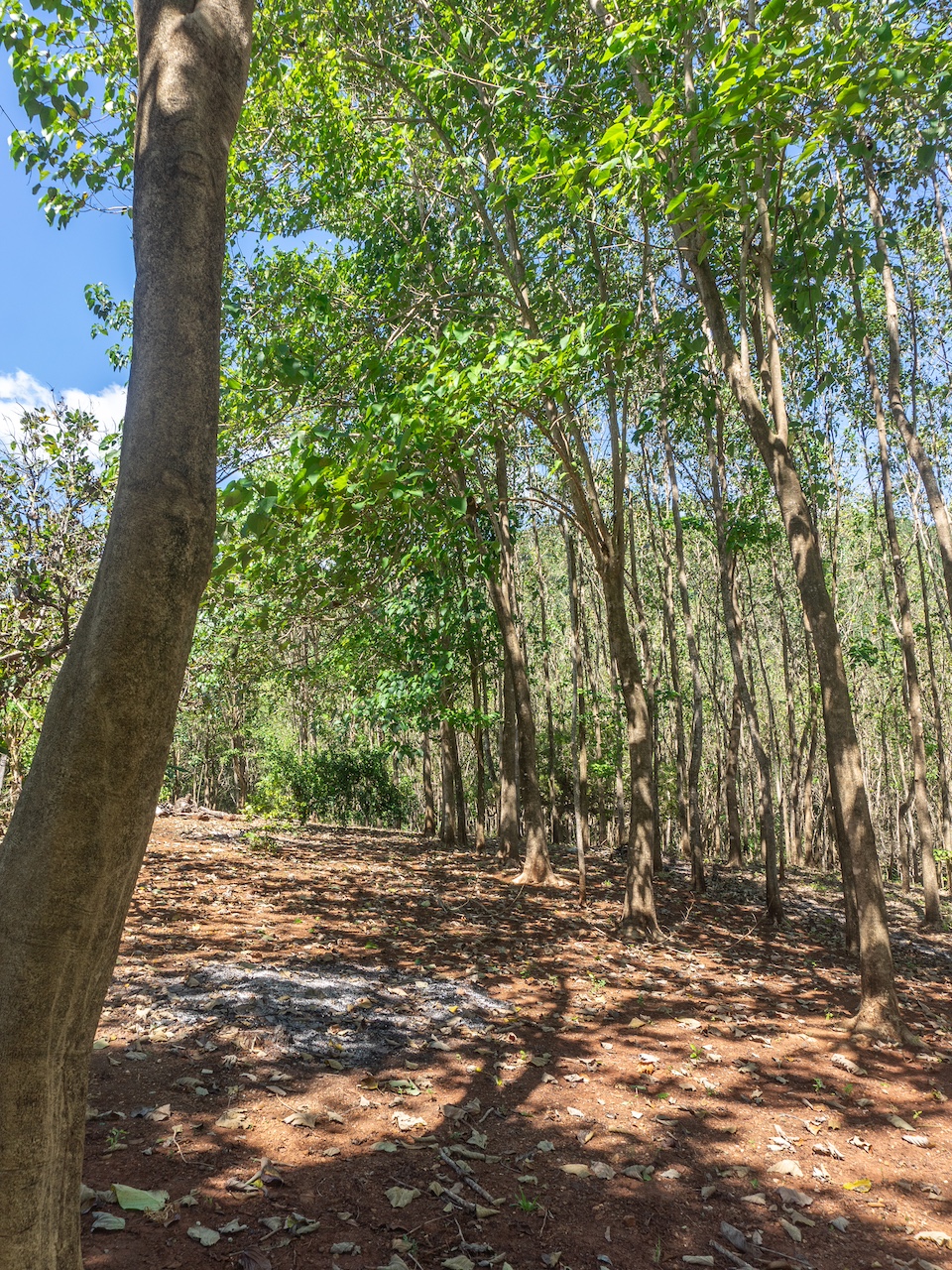 Finca de San Pedro — 3