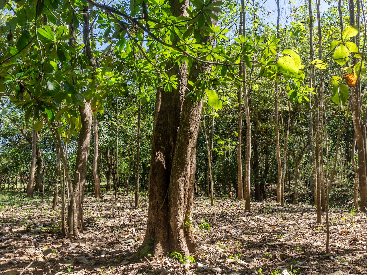 Finca de San Pedro — 4