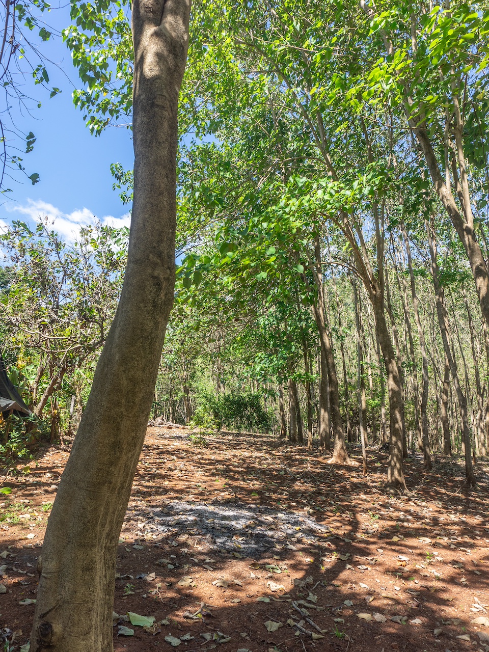 Finca de San Pedro — 5