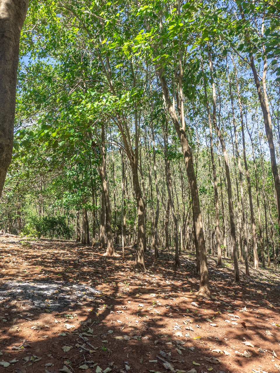 Finca de San Pedro — 6