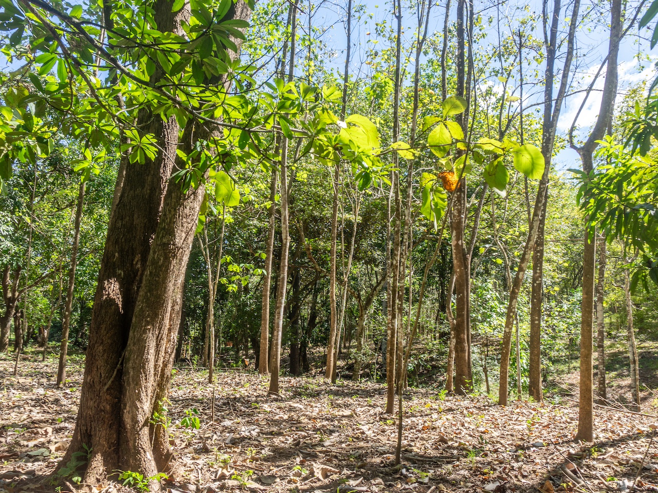 Finca de San Pedro — 8