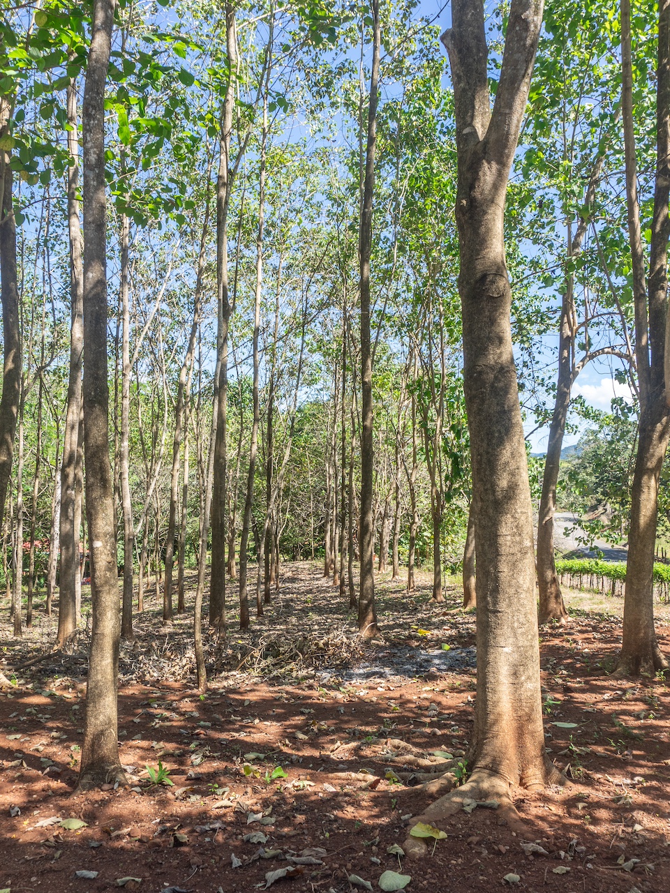 Finca de San Pedro — 9