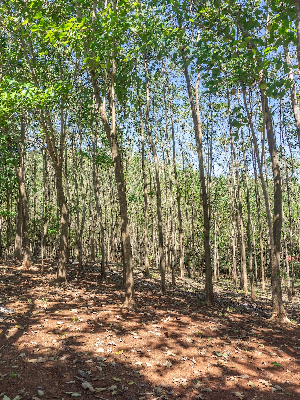 Finca de San Pedro — 10