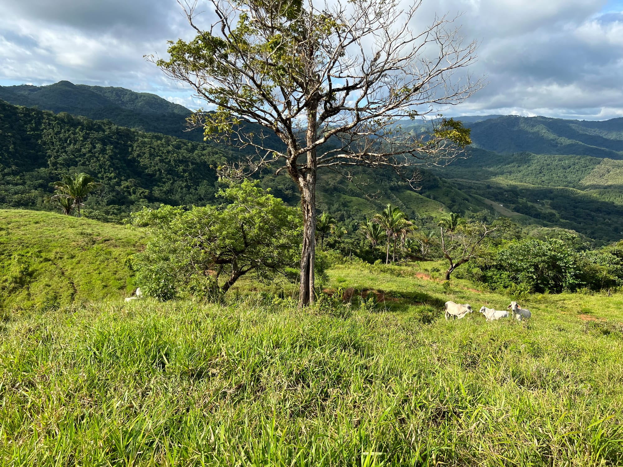 Finca mit Meerblick — 7
