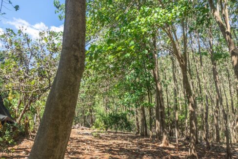 Exclusive Farm for Sale in San Pedro Nandayure, Costa Rica — farm for sale in San Pedro Nandayure, Guanacaste, Costa Rica