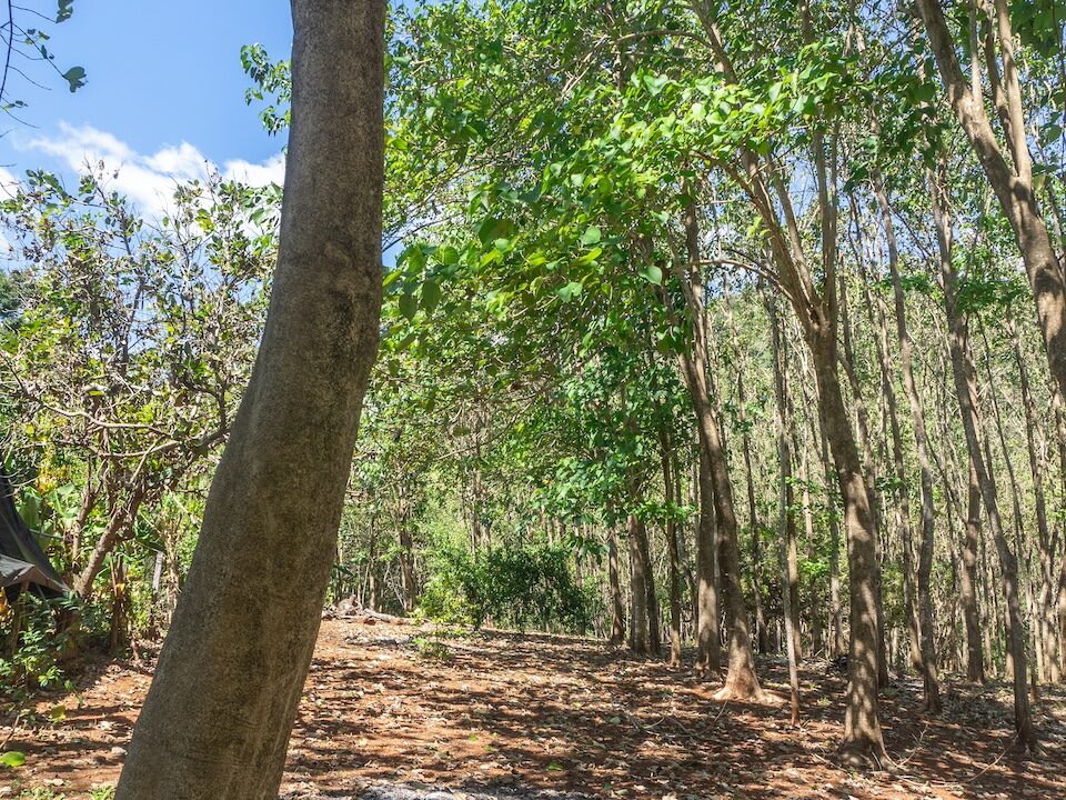 Exclusive Farm for Sale in San Pedro Nandayure, Costa Rica — farm for sale in San Pedro Nandayure, Guanacaste, Costa Rica
