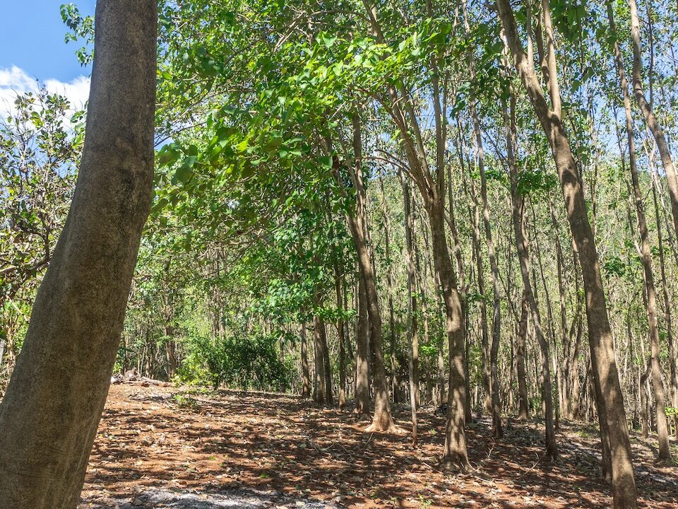 Exclusive Farm for Sale in San Pedro Nandayure, Costa Rica — San Pedro Nandayure, Guanacaste, Costa Rica