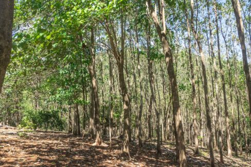 Exclusive Farm for Sale in San Pedro Nandayure, Costa Rica, San Pedro Nandayure — farm for sale on Costa Rica's Nicoya Peninsula