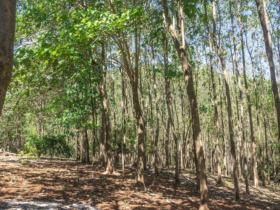 Exclusive Farm for Sale in San Pedro Nandayure, Costa Rica, San Pedro Nandayure — farm for sale on Costa Rica's Nicoya Peninsula