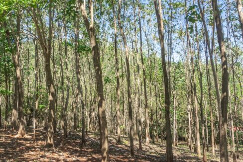 Exclusive Farm for Sale in San Pedro Nandayure, Costa Rica, San Pedro Nandayure — farm for sale on Costa Rica's Nicoya Peninsula