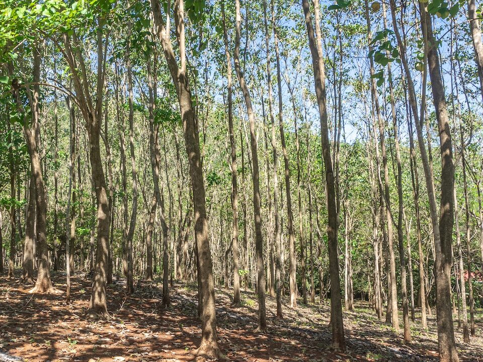 Exclusive Farm for Sale in San Pedro Nandayure, Costa Rica, San Pedro Nandayure — farm for sale on Costa Rica's Nicoya Peninsula