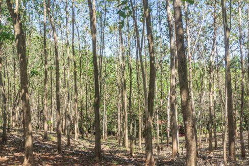 Exclusive Farm for Sale in San Pedro Nandayure, Costa Rica, San Pedro Nandayure — farm for sale on Costa Rica's Nicoya Peninsula