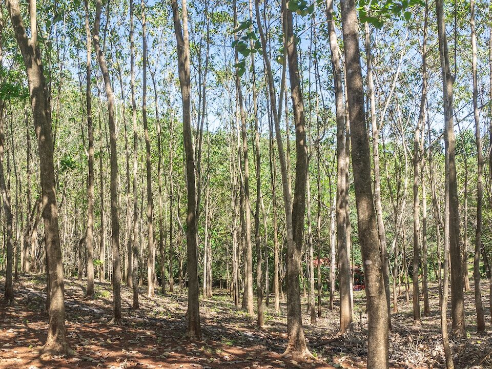 Exclusive Farm for Sale in San Pedro Nandayure, Costa Rica, San Pedro Nandayure — farm for sale on Costa Rica's Nicoya Peninsula