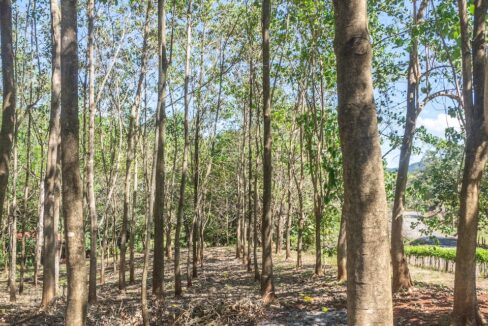 Exclusive Farm for Sale in San Pedro Nandayure, Costa Rica — farm for sale in San Pedro Nandayure, Guanacaste, Costa Rica