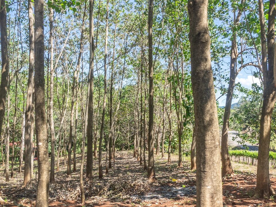 Exclusive Farm for Sale in San Pedro Nandayure, Costa Rica — farm for sale in San Pedro Nandayure, Guanacaste, Costa Rica