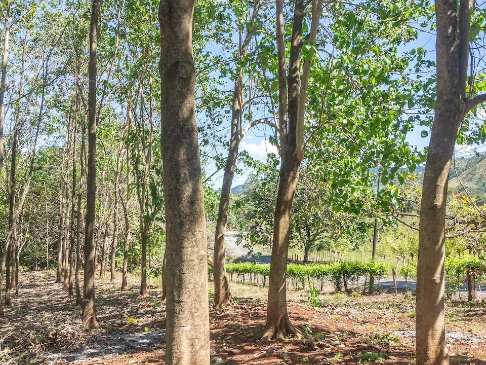 Exclusive Farm for Sale in San Pedro Nandayure, Costa Rica — San Pedro Nandayure, Guanacaste, Costa Rica