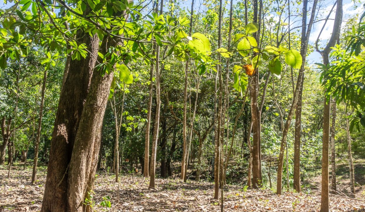 Exclusive Farm for Sale in San Pedro Nandayure, Costa Rica — farm for sale in San Pedro Nandayure, Costa Rica
