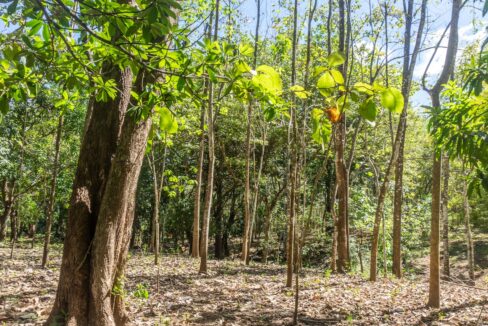 Exclusive Farm for Sale in San Pedro Nandayure, Costa Rica — farm for sale in San Pedro Nandayure, Costa Rica