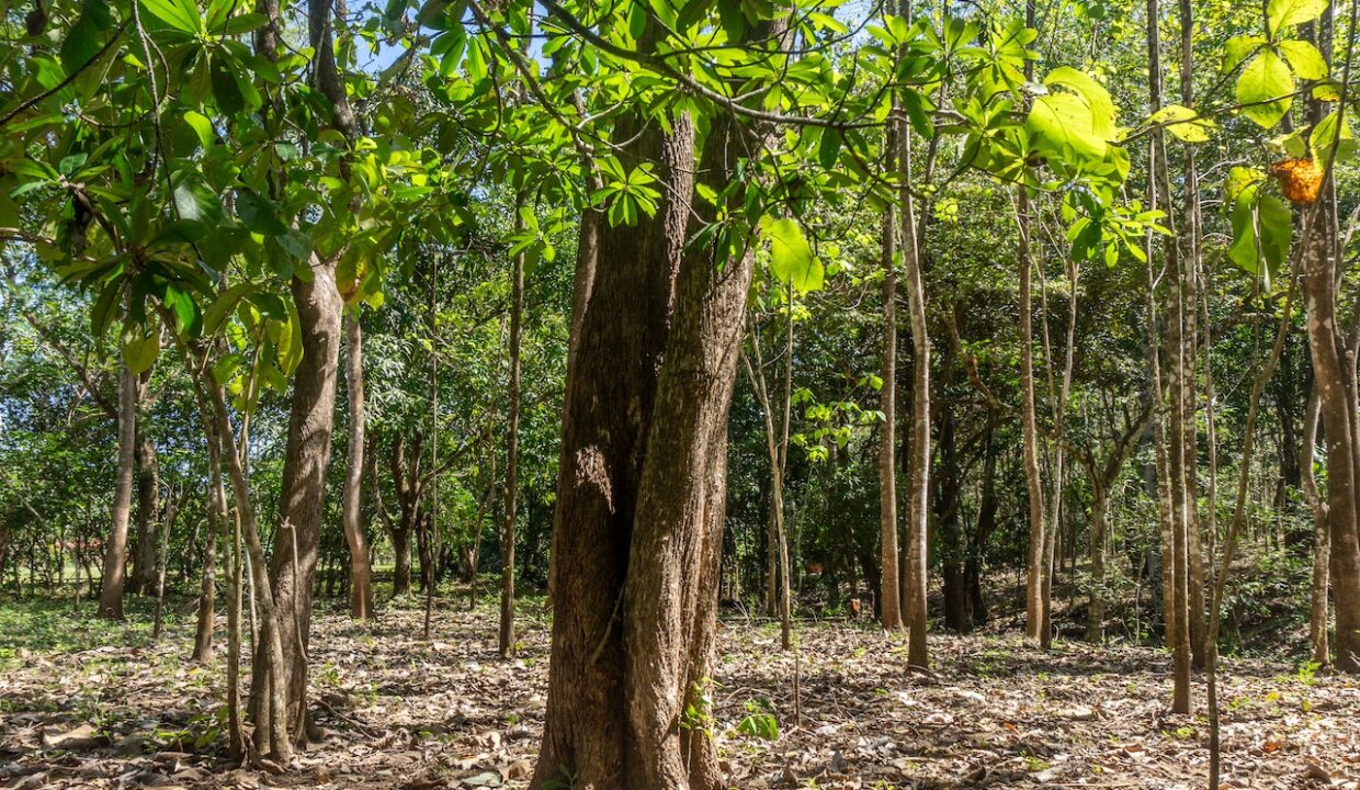 Exclusive Farm for Sale in San Pedro Nandayure, Costa Rica — farm for sale in San Pedro Nandayure, Costa Rica