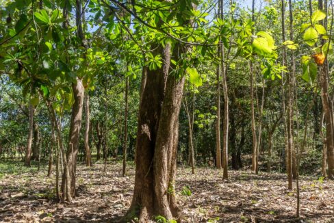 Exclusive Farm for Sale in San Pedro Nandayure, Costa Rica — farm for sale in San Pedro Nandayure, Costa Rica