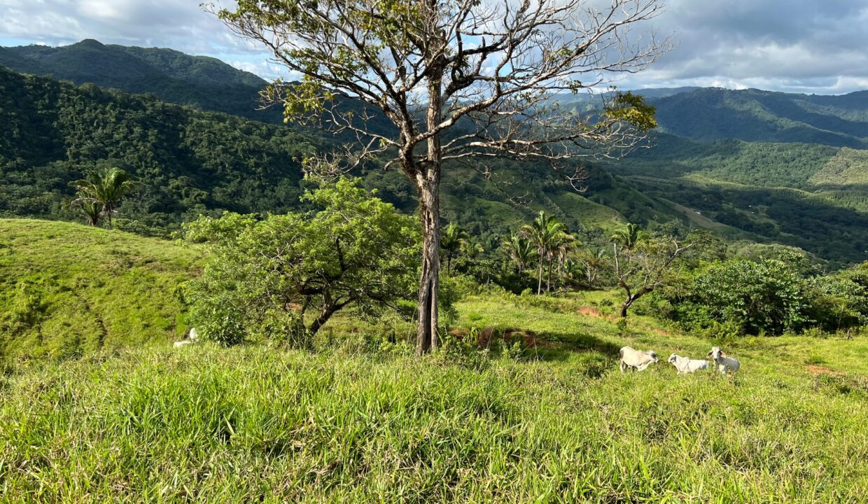 10-Hectare Farm with Ocean View near Playa Carrillo, Guanacaste — Playa Carrillo, Guanacaste, Costa Rica